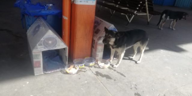 Casitas de cartón y gran voluntad, la  lucha de los animalistas en pandemia 