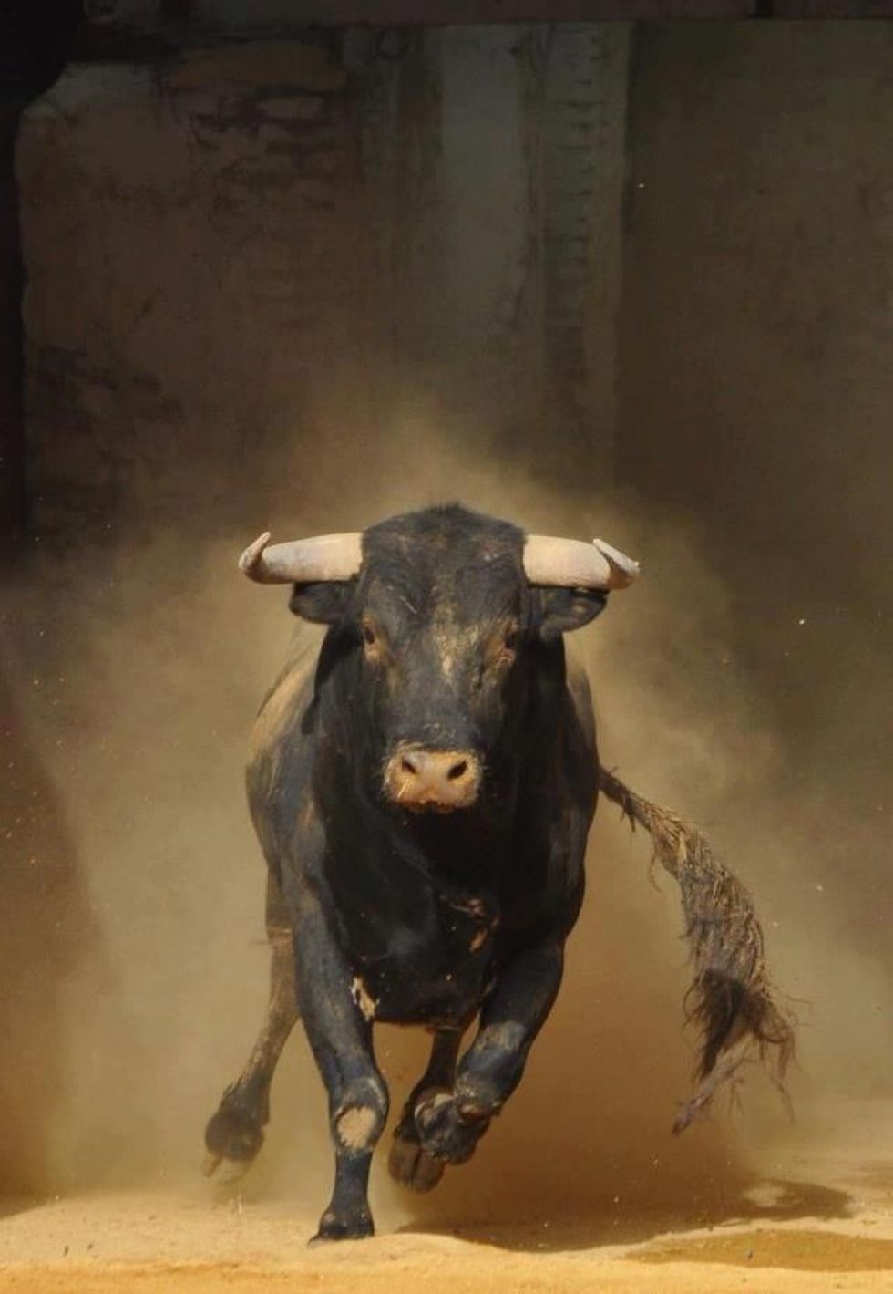 Mess With The Bull Get The Horns Gif