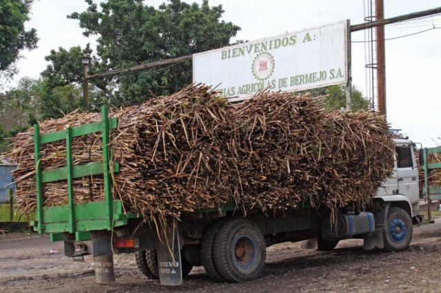 Cañeros de Bermejo prevén entregar al ingenio 3.500 toneladas al día 
