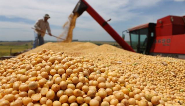 A pesar de las críticas y defensa del medio ambiente, productores del Chaco defienden uso de transgénicos