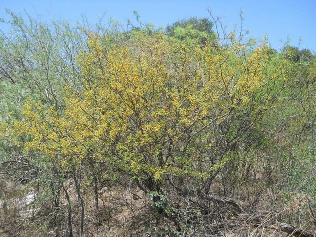 La tusca, una “poderosa” planta  tarijeña que alivia muchos males