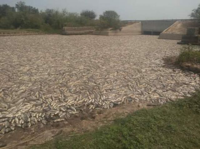 Millones de peces murieron en el Pilcomayo por falta de agua y oxígeno
