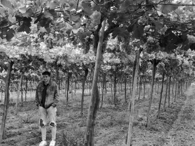 Viñedos