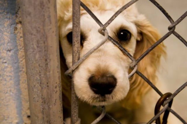 Entra en vigencia plena la Ley 700 de protección a los animales