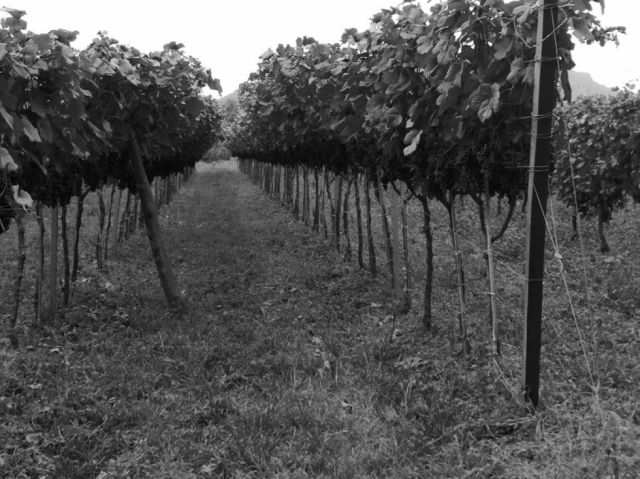 Viñedos