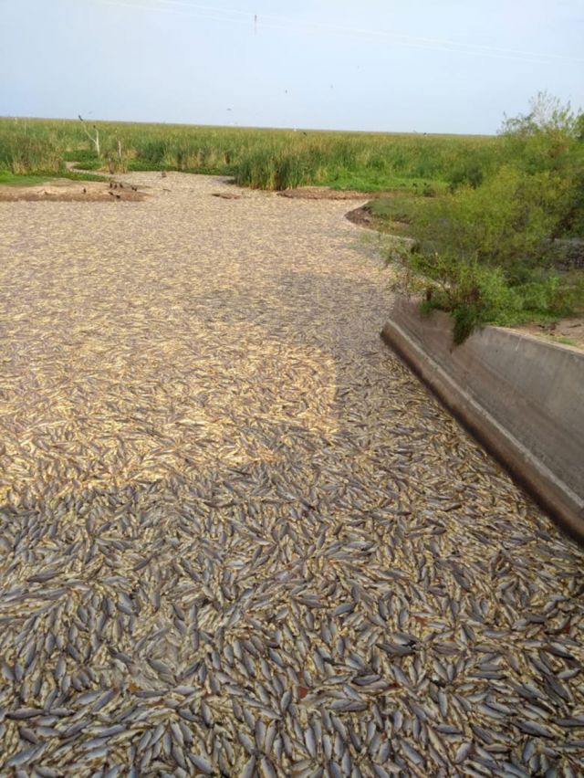 Biólogo: la mortandad en el Pilcomayo no afectará la pesca