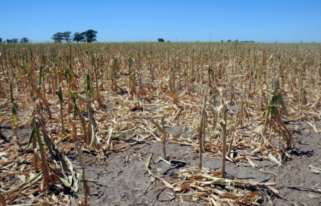 El Chaco sin agua, el ganado  con hambre y el fuego en el aire
