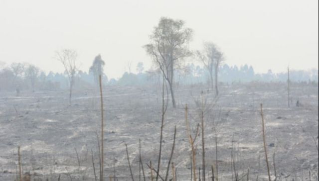 Incendios forestales arrasaron con más de 11 mil hectáreas