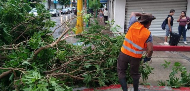 Ventarrón tumba varios árboles en Yacuiba 