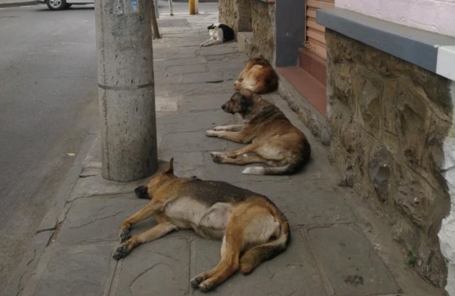 Más de 10 mil mascotas fueron vacunadas contra la rabia en Tarija