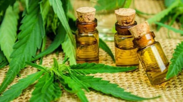 Argentina autoriza el autocultivo de cannabis para uso medicinal