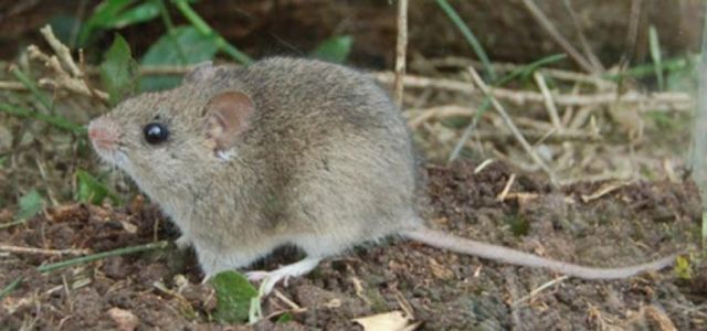 Investigadores de EEUU determinan que el Arenavirus, que surgió en Bolivia el 2019, se contagia de persona a persona