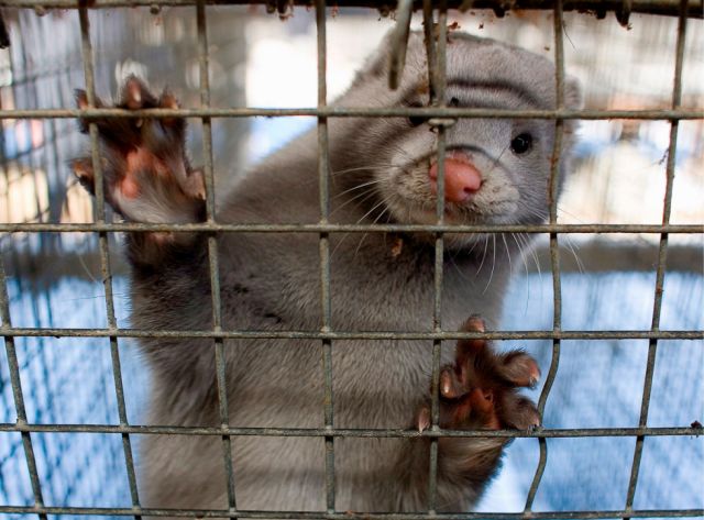 Escapan visones infectados con Covid