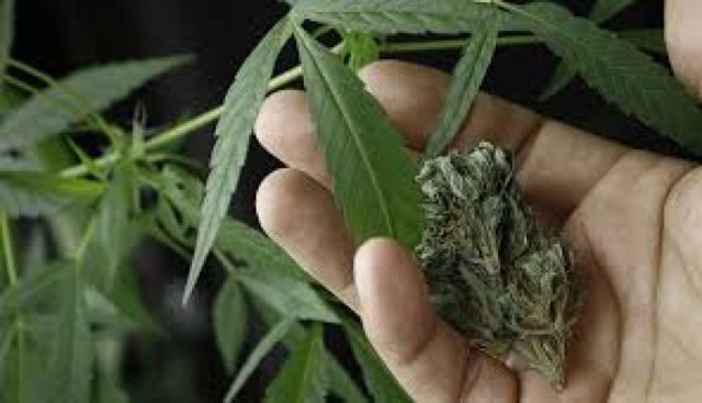 ONU reconoce oficialmente las propiedades medicinales del cannabis