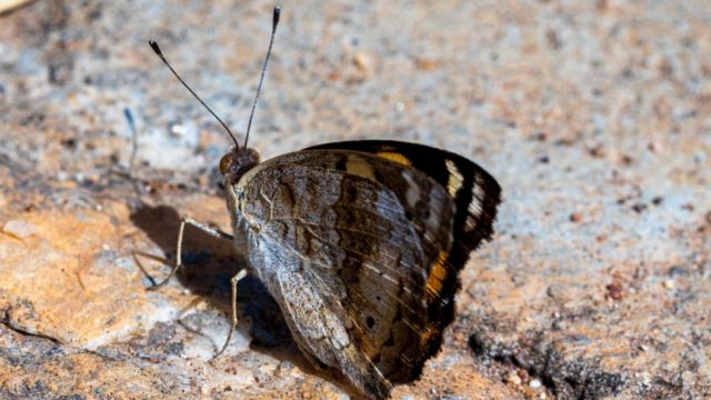 Las moscas caminan y las polillas se arrastran: la razón por la que casi todos los insectos de unas islas ya no pueden volar