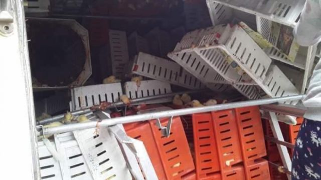 Camión con pollos se embarranca