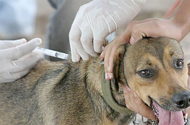 Municipio de Tarija reactiva campaña de vacunación canina