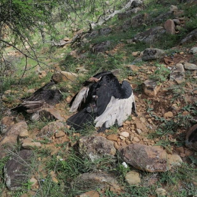 Identifican a una persona involucrada en la muerte los 34 cóndores en Tarija