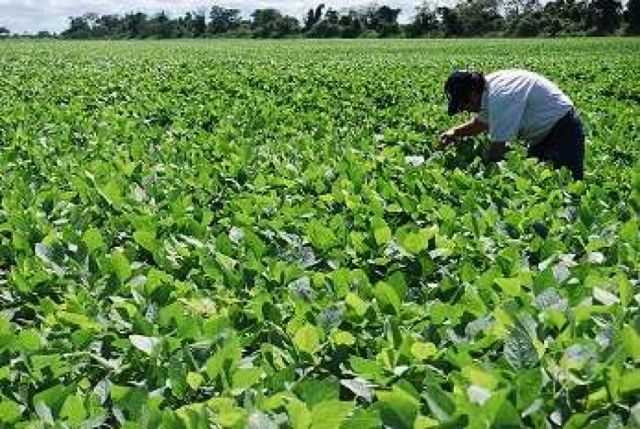 Costo de la soya preocupa a lecheros y avícolas de Tarija