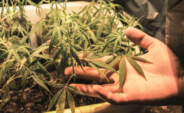 México discutirá el consumo lúdico de marihuana