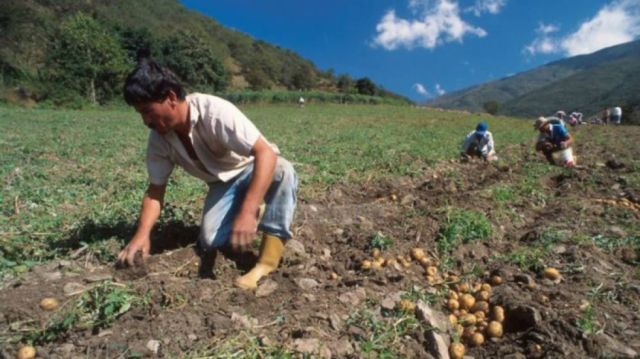 Prosol 2020: Campesinos presentan acción de cumplimiento al TCP en contra de Oliva