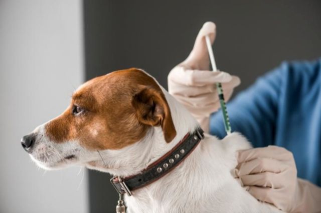 Rusia aprueba la primera vacuna contra el Covid-19 para animales