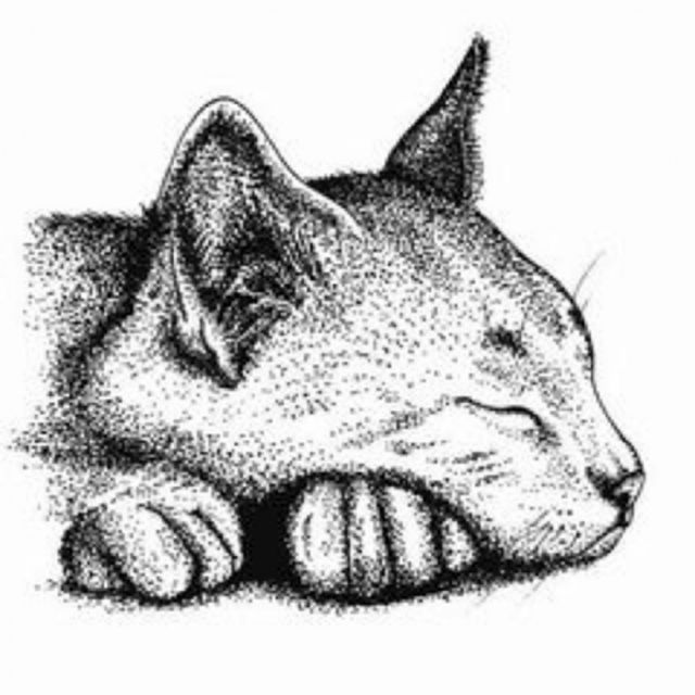 A un gato