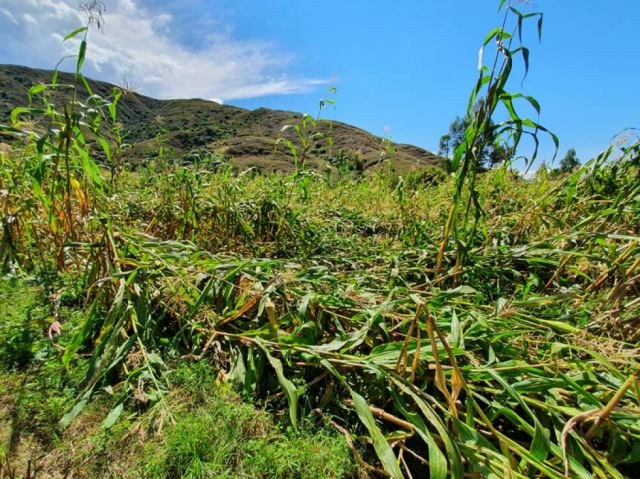 Fuertes vientos dañan cultivos de maíz en Pinos Norte y Tablada Grande