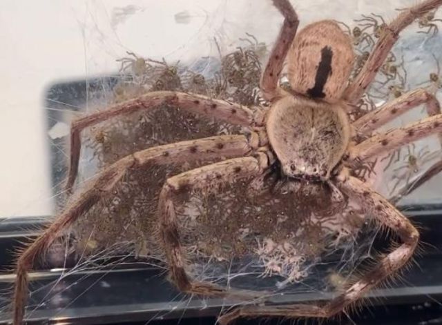Una mujer ayuda a una enorme araña a dar a luz a 200 crías y adopta a una de mascota (VIDEO)