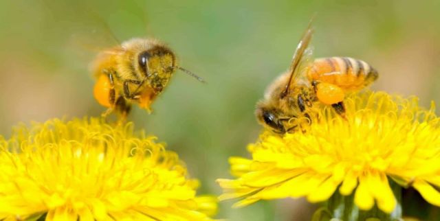SOS abejas:  La amenaza  de ecosistemas  en Sudamérica