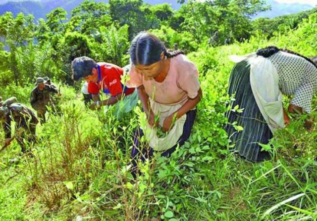 UE espera que Bolivia reduzca los cultivos de coca