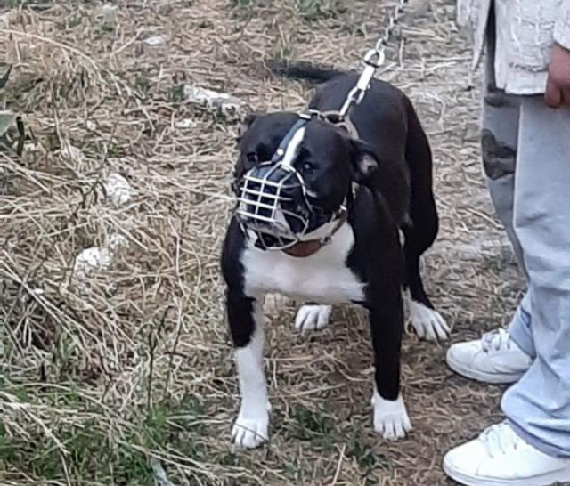 Un hombre pierde la vida en El Alto tras ser atacado por una jauría de perros