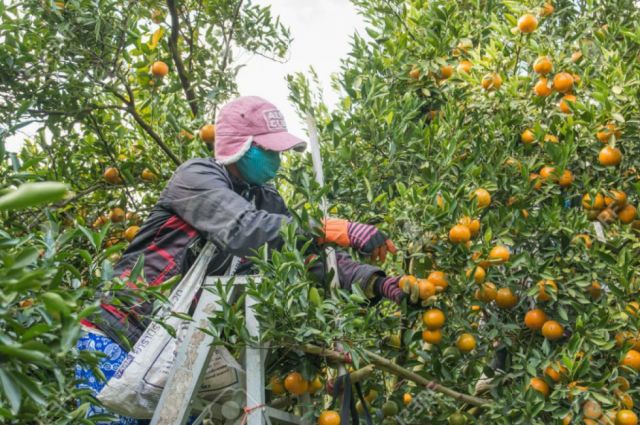 Bermejo con riesgo de quedarse con el 60% de cítricos en campo