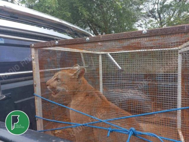 Villa Montes: Capturan a un puma que rondaba en un barrio - Cortesía Fides Bermejo