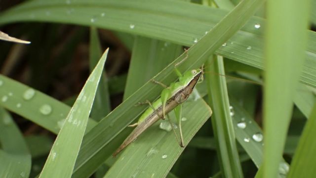 Sequía en EEUU desata enjambres de saltamontes 