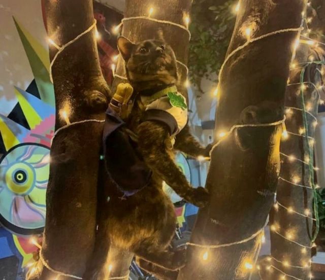 Jeff  no se arrepiente de haber adoptado a su gatita