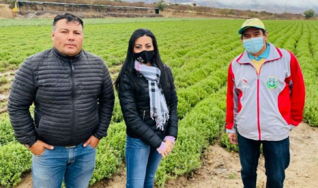 Subgobernación de Cercado anuncia apoyo a productores de orégano