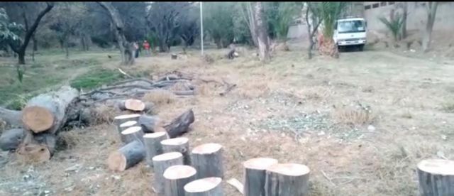 Vecinos denuncian tala masiva de árboles en el Bosquecillo de Juan XXIII (Video)