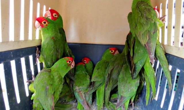 El tráfico de vida silvestre recrudece tras pausa por Covid