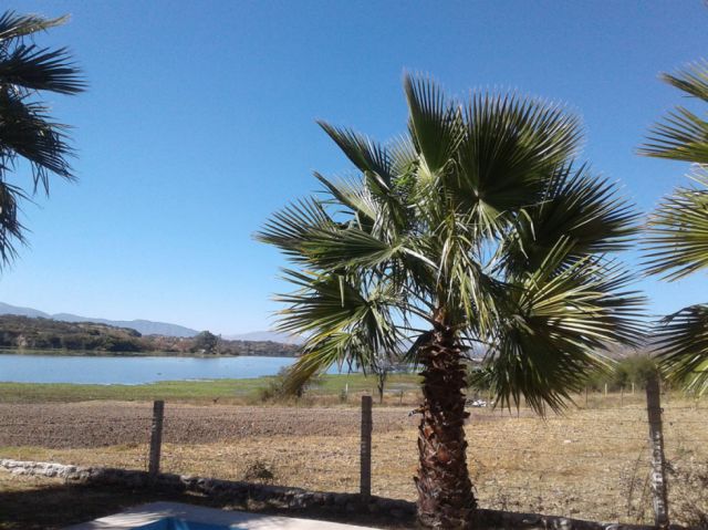 Palmeras en el lago San  de Tarija