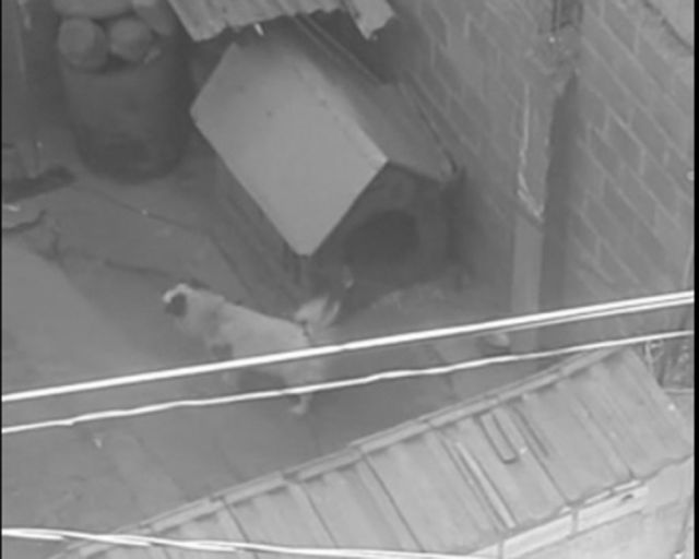 Denuncian que hace 8 años perro vive encadenado