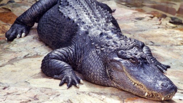 Encuentran objetos de valor incalculable en el estómago de un enorme cocodrilo