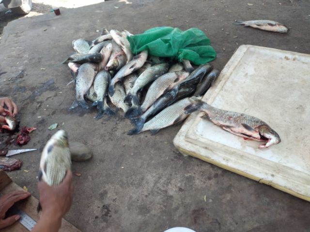 Gobernación declaró veda general de la pesca en el departamento de Tarija