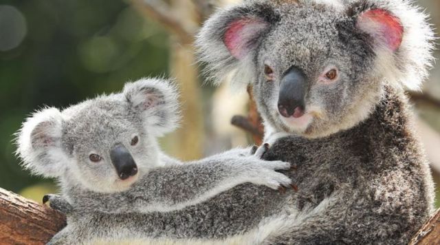 La población de koalas en Australia ha disminuido hasta un 30% este año