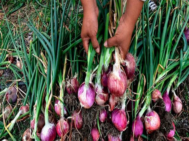 Productores de cebolla en Tarija gestionan mercados  