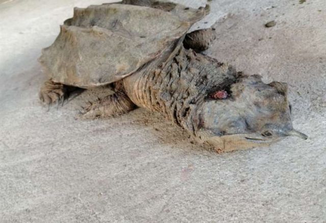 Matamata, la tortuga que salió de su  hábitat hacia las calles de Santa Cruz 