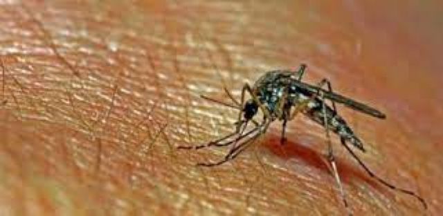 A la fecha se registran 11 casos de dengue y siete de chikunguya en Tarija