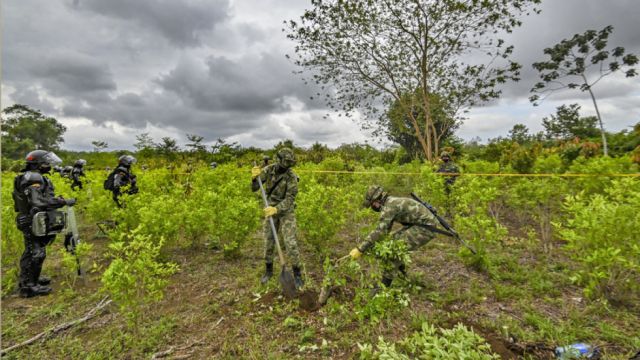 Colombia: Soldados retenidos durante erradicación de coca 