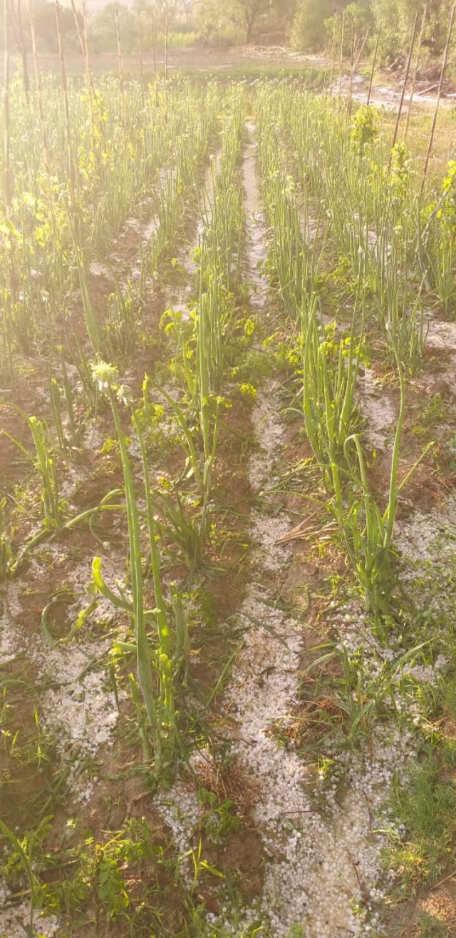 Municipios de Tarija registraron granizadas y lluvias 