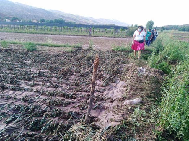 El Puente reporta daños del  80% de cultivos por granizada 